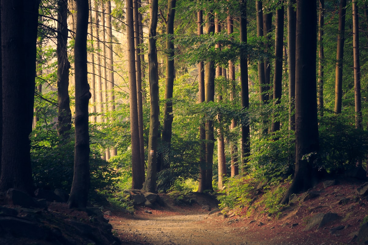 A sunlit trail winding through a forest
